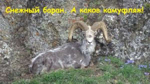 Снежный баран (а каков камуфляж...!).