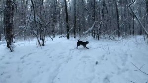 Кане корсо и Зима Купить? Или подумать?