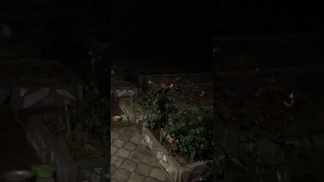 Лису подменили