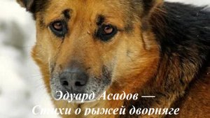 Эдуард Асадов — Стихи о рыжей дворняге
