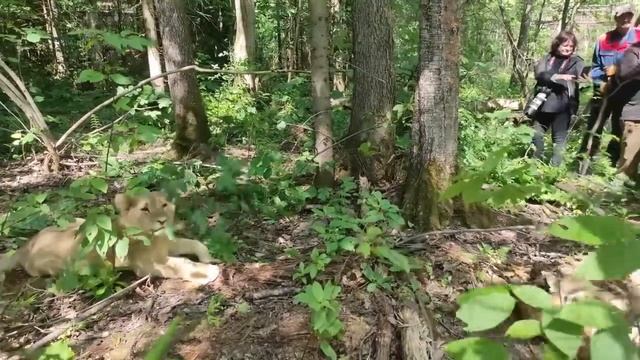 КАК 🐆 В ПЕРВЫЙ РАЗ ВЫПУСКАЛИ🐆ЯГУАРА АФРОДИТУ🐆В БОЛЬШОЙ ВОЛЬЕР 🐆 смотреть онлайн