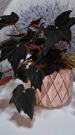Бегония Чёрный вельвет. Begonia bowerae Black Velvet #Бегония_Чёрный_вельвет