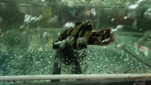 Лучший ресторан Нячанга. Local 2 resto.  Vietnam. 2024