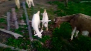 СОДЕРЖАНИЕ КОЗ И ОВЕЦ НА ПОДВОРЬЕ ИЛИ НА ЧТО СПОСОБНЫ КОЗЫ С ОВЦАМИ