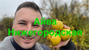 Новинка Айва Нижегородская