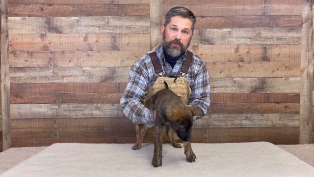 Puppy Developmental Stages: Episode 4 | Secondary Socialization Period (7-12 Weeks)