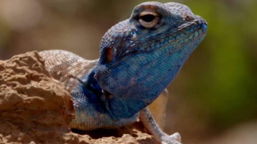 Синеголовая агама. смотреть онлайн