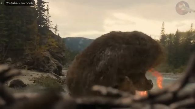 Predator vs Bear  Prey   Predator  Im noob