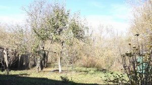 Первая попытка осенней обработки деревьев и кустарников #natureblogru #сад #осень