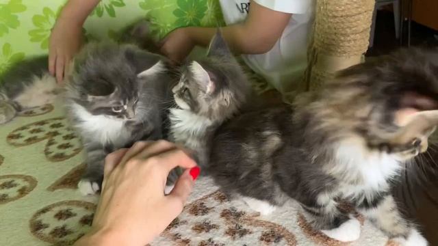Котята Мейн-Кун