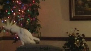 Танцующий какаду - сенсация для ученых