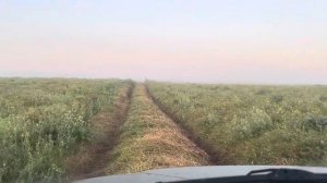 Forward Safari 540 на шниве! тест по дороге на охоту. Брать или не брать