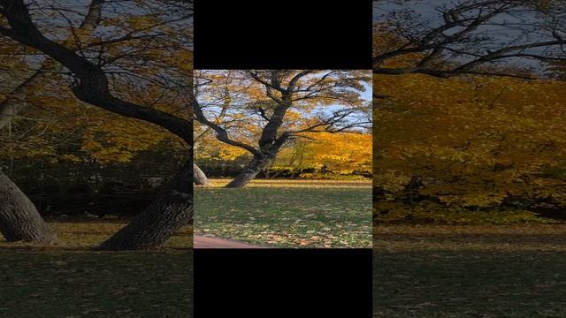 Осенний я Калининград . смотреть онлайн