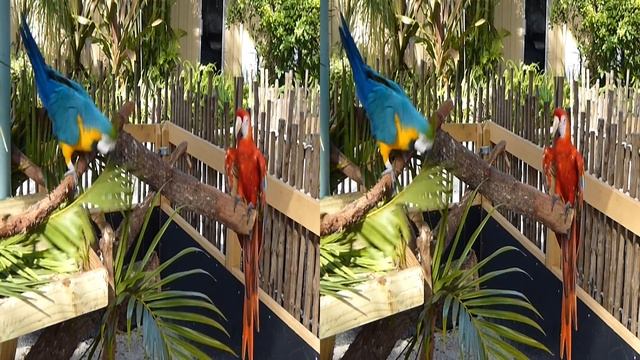 00001parrots.MTS смотреть онлайн