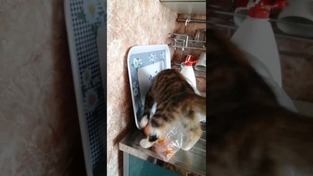 Сонечка
