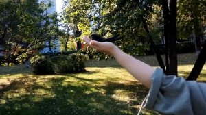 Выпускаем стрижа на волю после выкармливания