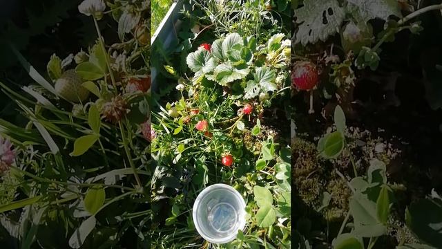 Прекрасные доуродайчики. #дача #огород
