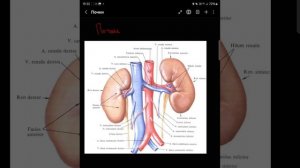 Анатомия почек💥 с Michelle-Elisabèthe