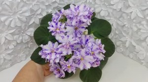 Фиалка химера МК-Ветер Перемен