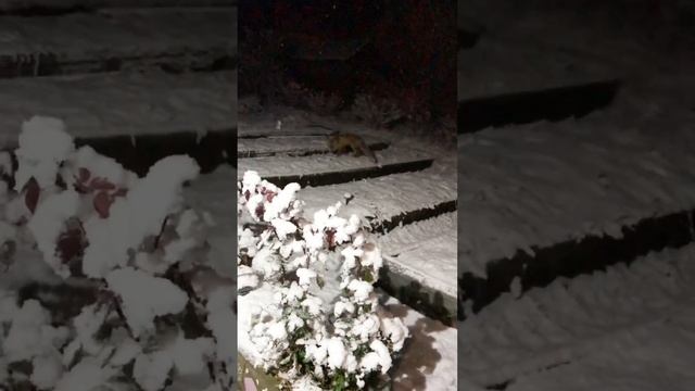 Зима приходит в гости
