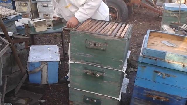 Двухматочное содержание пчел в многокорпусных ульях (схематично) - уроки пчеловодства