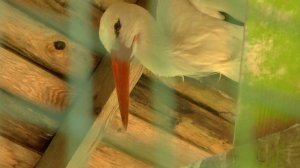 Лукоморье в Мандрогах