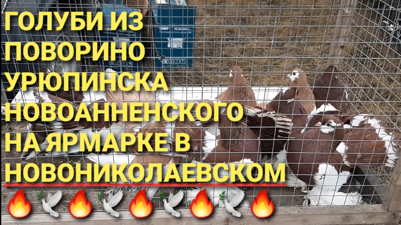Голуби из Поворино, Новоанненского, Урюпинска на ярмарке в Новониколаевском. Николаевские голуби.