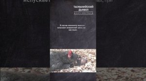 Тасманийский дьявол #shorts