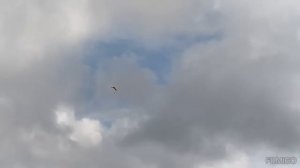 НУ ВОТ ЕЩЕ И ЧЕРНЫЕ  ///  В НЕБЕ ПЛАНЕРИСТ  ///