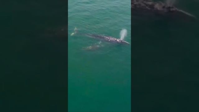 В Кроноцкий залив пришли  первые самки серых китов с детёнышами  #камчатка #kamchatka