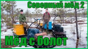 Мёд с болот _ Северный мёд 2