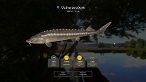 Актуальная точка. Осетры как из Пулемёта. Русская Рыбалка 4.