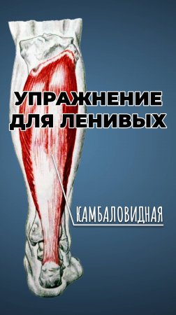 Упражнение для самых ленивых! #спорт #sports #motivation #топ