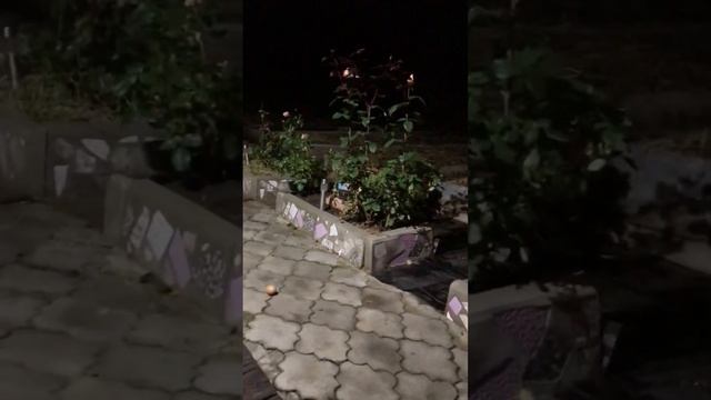 Молодой смелый лис. Наш новый гость