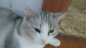 Моя собака плюшка мучает моего кота Фунтика