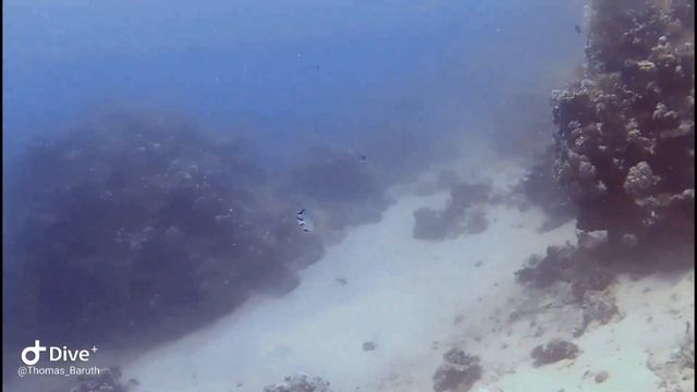 Utopia Beach Club --- Eagleray - First OW-Dive ---
