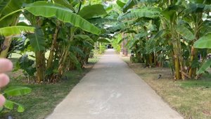 Обзор территории IC GREEN PALACE! Он просто огромный! Увидите то, что вы точно ещё не видели!