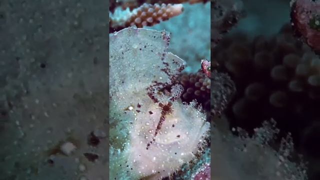 🐟 Taenianotus triacanthus: Уникальная рыба из семейства скорпеновых