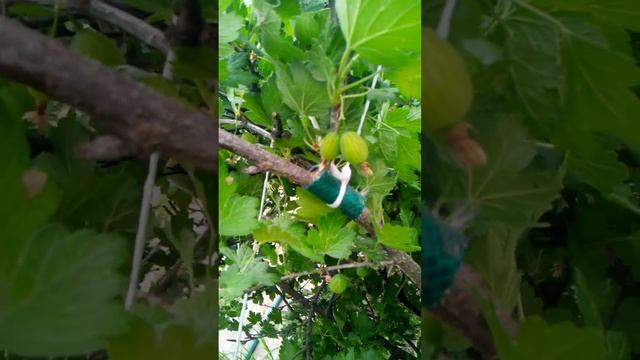 Как я подвязываю ветки куста крыжовника. Просто и эффективно. смотреть онлайн