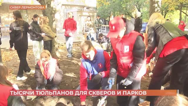 Больше 5 тысяч тюльпанов высадили в сквере Лермонтова  в Ростове