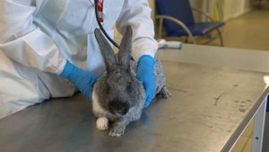 Компетенция Ветеринария - Юниоры