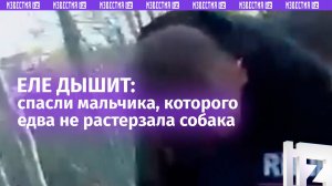 Покусали так, что не мог идти: видео спасения ребенка от стаи бродячих псов в Петербурге
