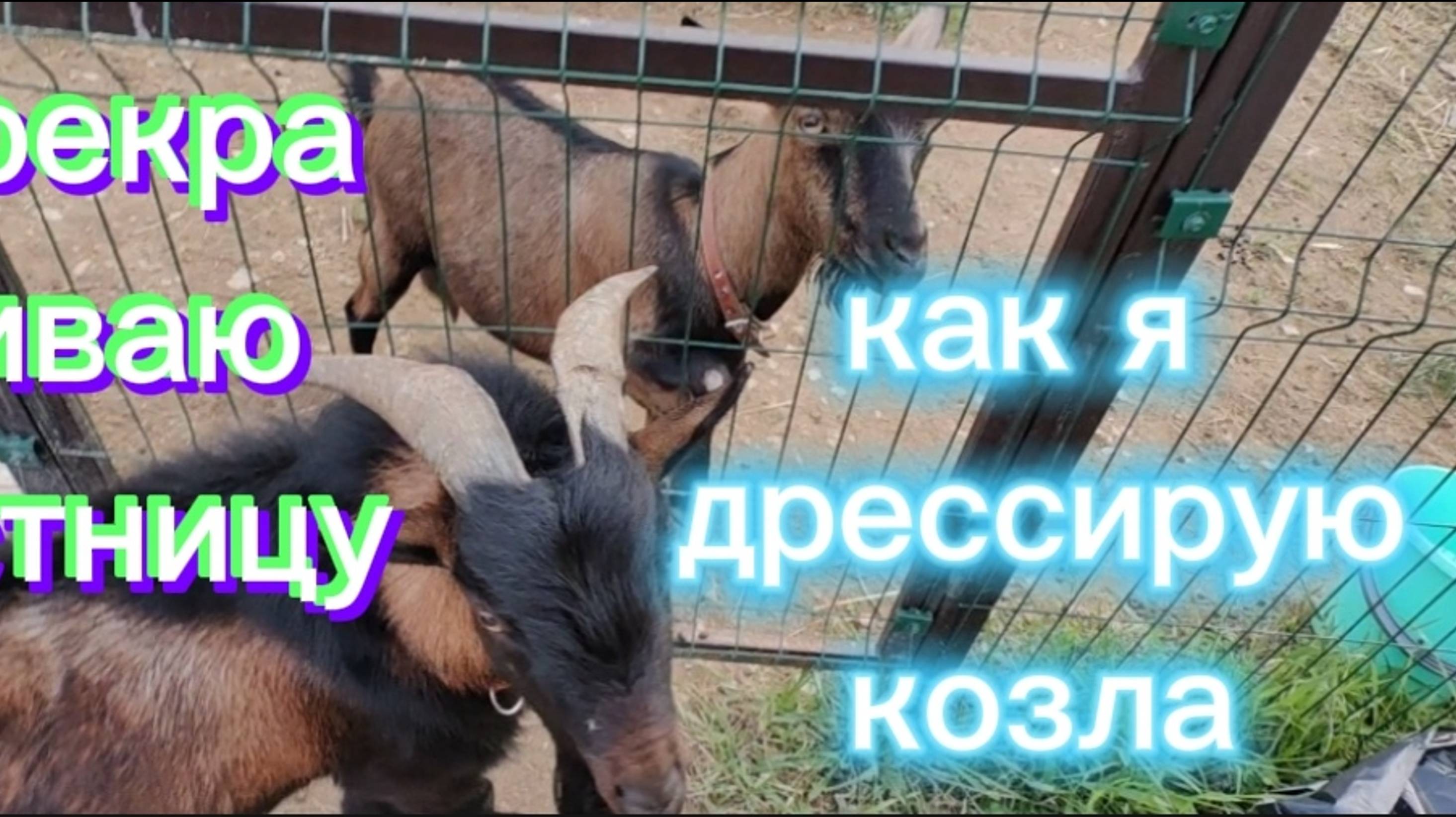 Поддается ли козел дрессировке? Деревянная лестница нас измучила .