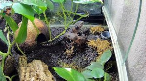 Утренние обнимашки крокодиловых сцинков💑🦎