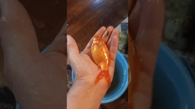 Нет покоя от глупой бабы