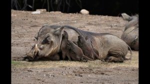 Бородавочник и сурикат