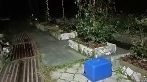 (852) Лиса приходит в гости. Октябрь 2024