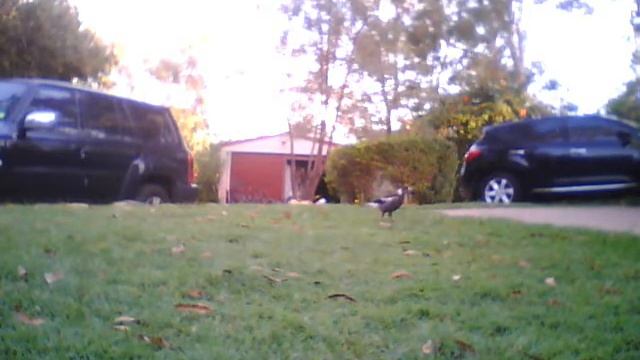 Super Bird смотреть онлайн