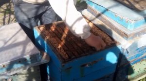 Первый весенний осмотр + деликатное расширение пчелосемьи