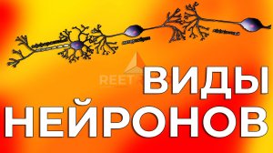 Виды НЕЙРОНОВ. Афферентные, Вставочные, Эфферентные. Физиология.